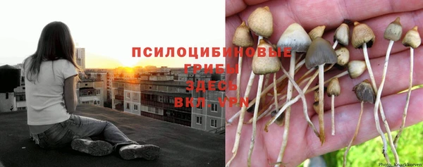 сатива Волосово